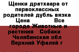 Щенки дратхаара от первоклассных  родителей(дубль вязка) › Цена ­ 22 000 - Все города Животные и растения » Собаки   . Челябинская обл.,Верхний Уфалей г.